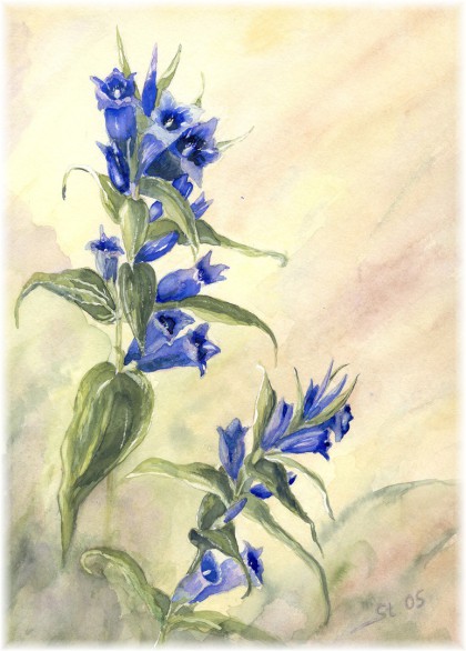 Schmetterlingsenzian