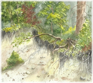 Schranne-Unterspültes Ufer