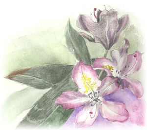 Rhododendronblüte