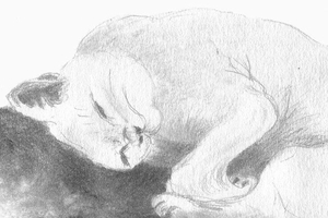 Schlafende Katze-Bleistiftskizze