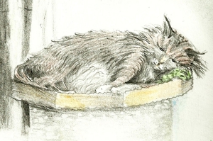 Katze-Bleistiftzeichnung