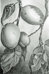 Bleistiftskizze-Pflaumen