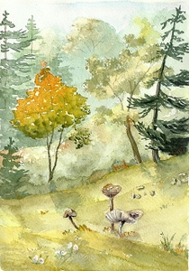 Pilze auf der Wiese bei Zorge