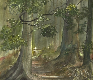 Naturdenkmal-Harz-Dicke Tannen